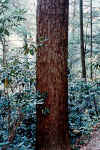 {trunk}