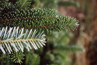 {Close up image of Balsam needles}