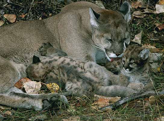 {With cubs}