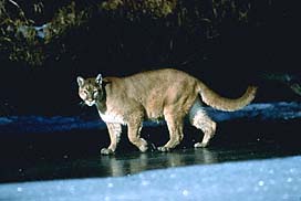 Mountain Lion