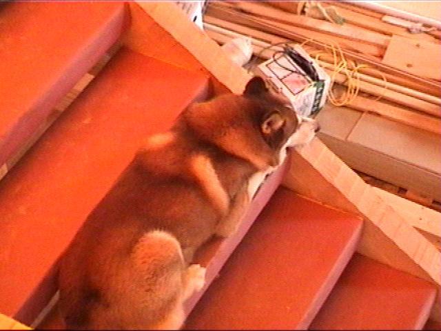 {Timber on stairs}