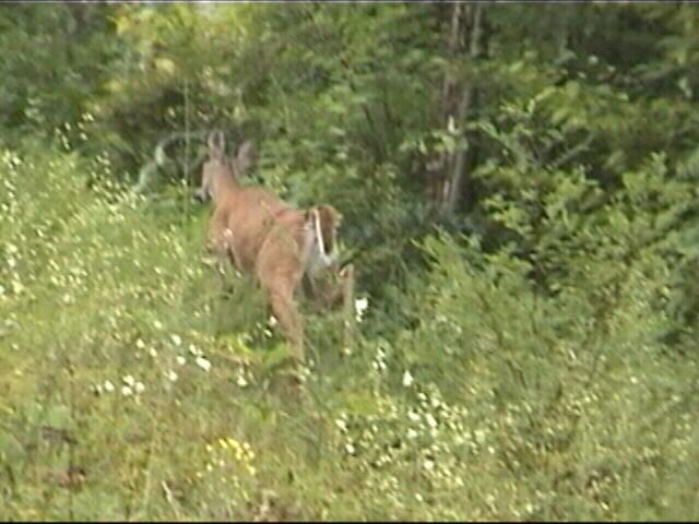 Deer going into forest