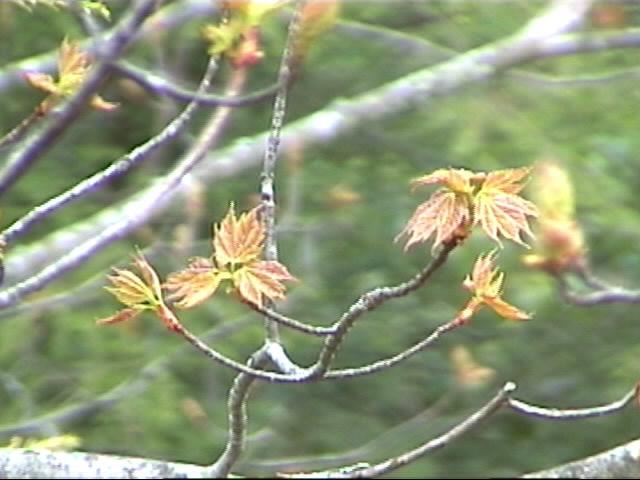 {Frist Maple leave from my garage window}