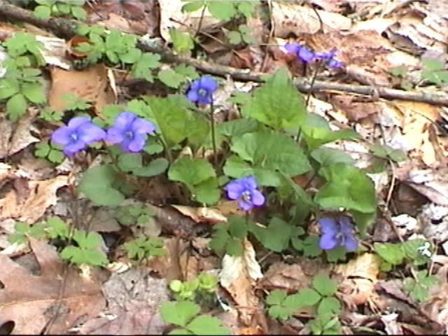 {Wild violets}