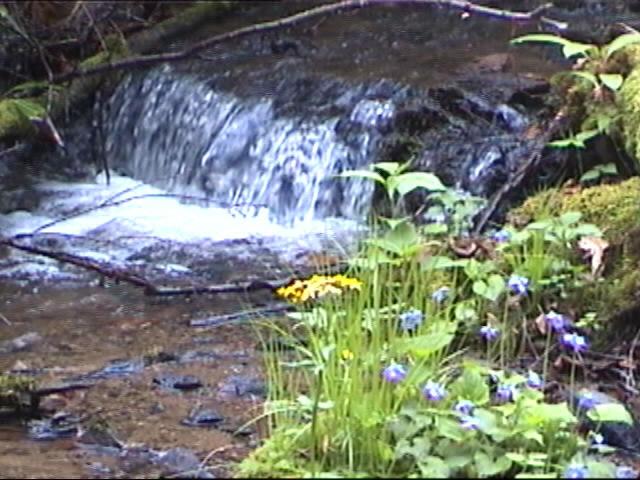 {Waterfall and flowers}