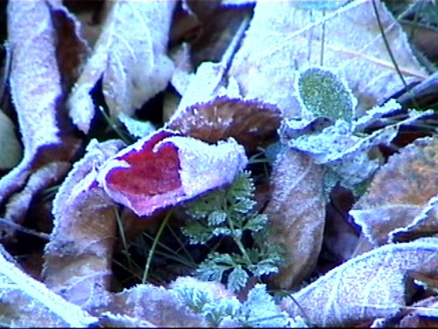 Frosted Leaves