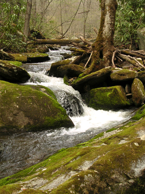 Creek in spring